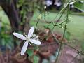 Sweet Autumn Clematis